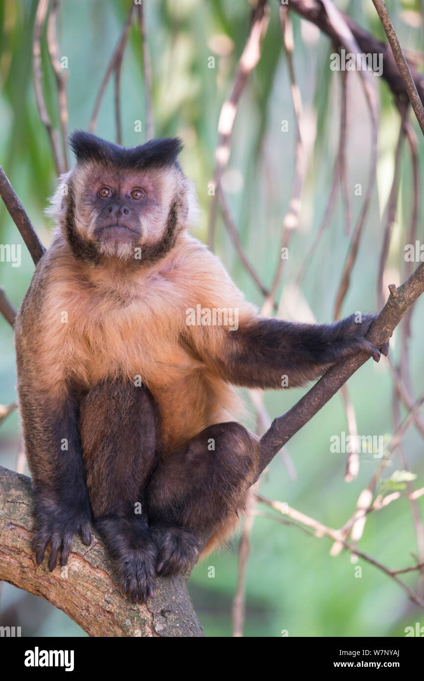 Brown Capuchin Monkey Cebus Apella Dominant Male Mato Grosso Do Sul