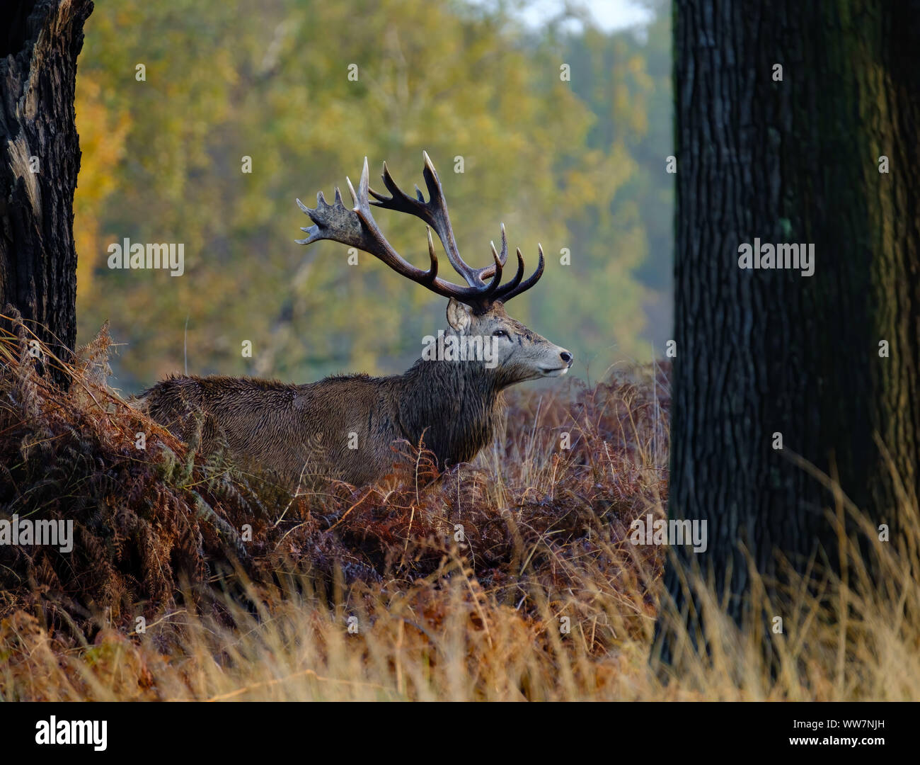 Deer in Richmond Park, London, UK Stock Photo - Alamy