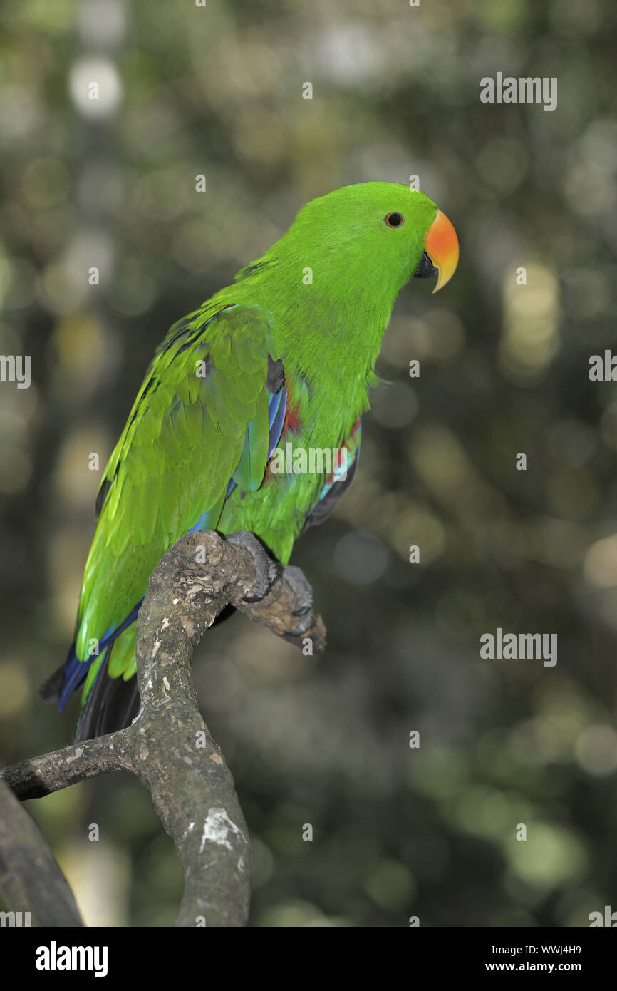 Parrot, Electus roratus, male, Queensland, Australia Stock Photo - Alamy